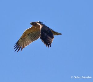 foto aquila bonelli