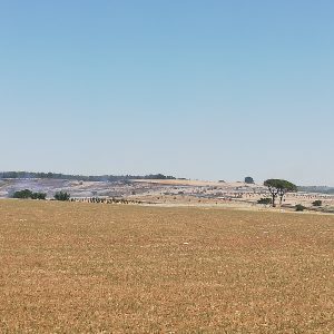 incendio sulla Murgia di Santeramo in Colle