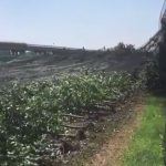 Il maltempo devasta la vegetazione in Piemonte: ettari di frutteti e cereali rasi al suolo nel Cuneese [FOTO e VIDEO]
