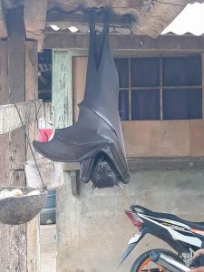 pipistrello filippine