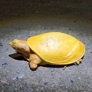 tartaruga gialla