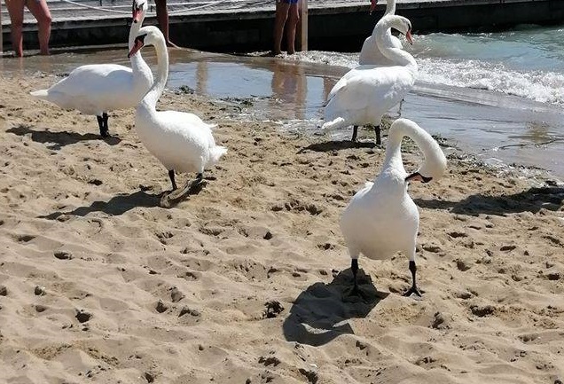 cigni jesolo