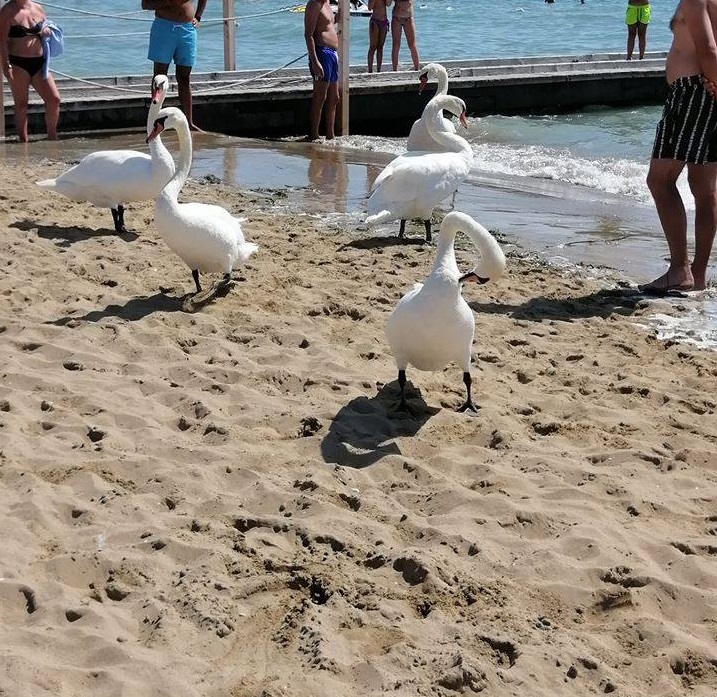 cigni jesolo