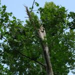 Maltempo Emilia Romagna, danni per pioggia e vento nel Modenese: alberi caduti, tegole volate e allagamenti [FOTO]