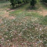 Maltempo, forti temporali in Emilia Romagna: nubifragio, grandine e forte vento a Modena, alberi caduti e allagamenti a Ferrara [FOTO e VIDEO]