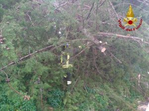 maltempo marche alberi abbattuti
