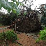Maltempo Veneto, forti temporali nella notte: potente downburst a Rosolina Mare, strage di alberi e tanti danni nelle province di Padova e Rovigo [FOTO]
