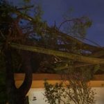 Maltempo Veneto, forti temporali nella notte: potente downburst a Rosolina Mare, strage di alberi e tanti danni nelle province di Padova e Rovigo [FOTO]