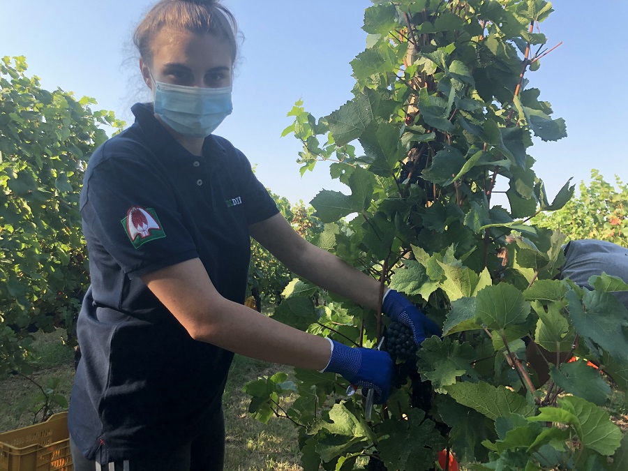 vendemmia