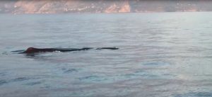 balena maratea