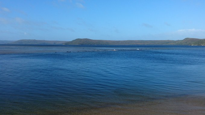 balene tasmania australia