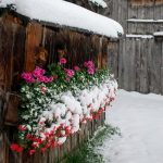 Maltempo, prima neve nella Bergamasca e in Alto Adige: -11°C in montagna, Brennero ricoperto di bianco [FOTO]