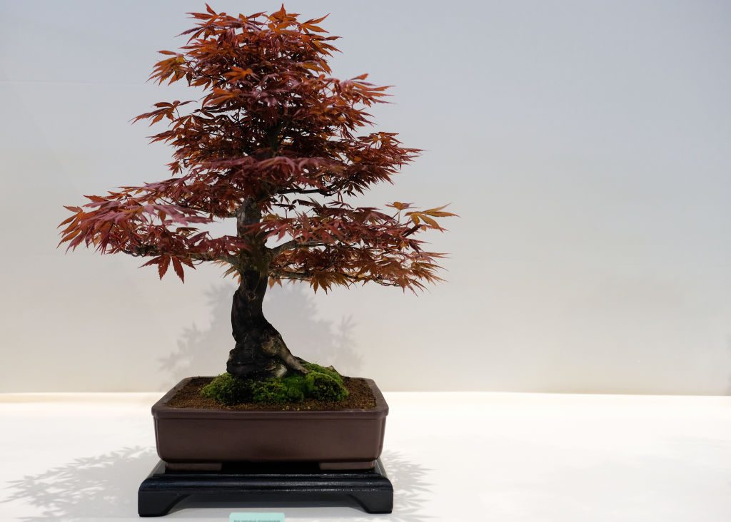 bonsai