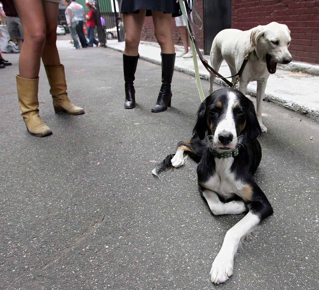 cani border collie