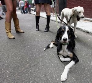 cani border collie