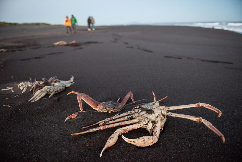 Disastro ambientale in Russia, ancora ignote le cause. Greenpeace: “Animali morti in spiaggia in uno stato avanzato di decomposizione” [FOTO e VIDEO]