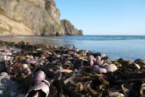 greenpeace disastro ambientale penisola di Kamchatcka russia