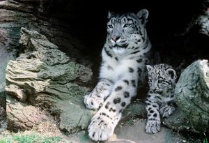 leopardo delle nevi