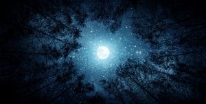 luna alberi