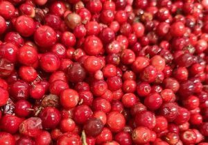 mirtillo rosso
