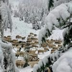 Maltempo, altra neve nella notte sulle Dolomiti venete: accumuli fino a 56cm, fiocchi sotto i mille metri [FOTO e VIDEO]
