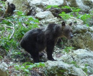 orso bruno marsicano