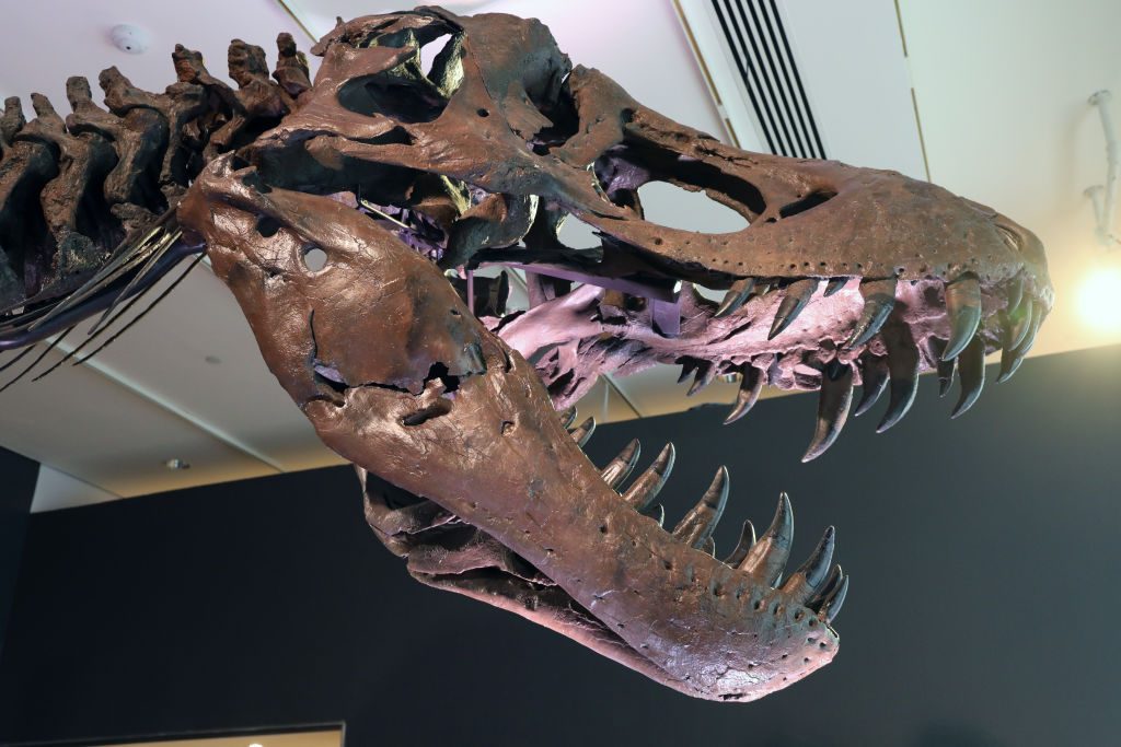 stan t rex