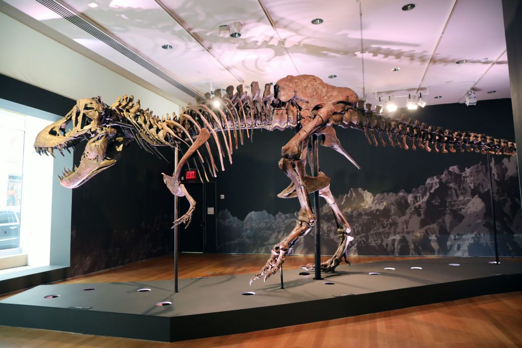stan t rex