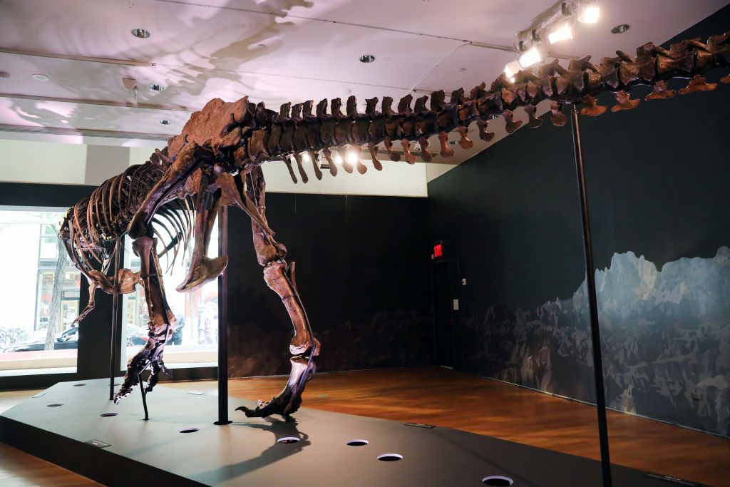 stan t rex