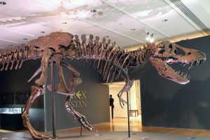 stan t rex