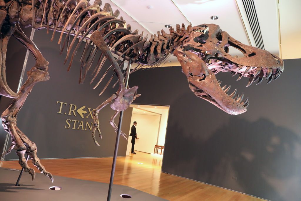 stan t rex