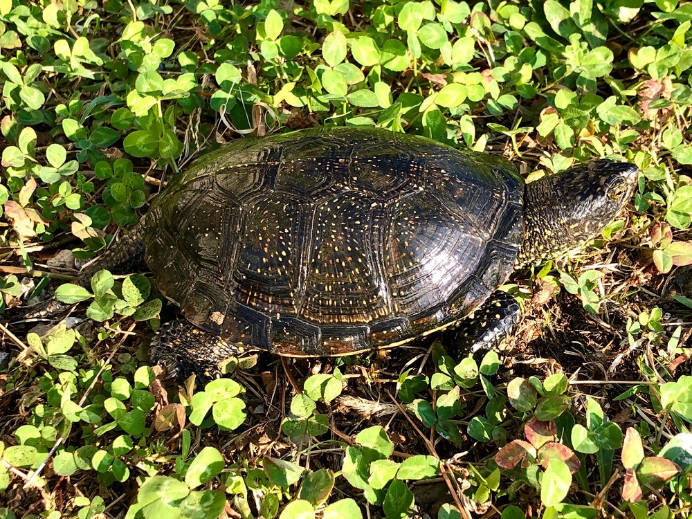 tartarughe
