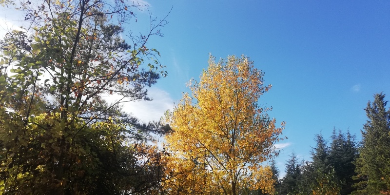 foliage Appennino Lucano