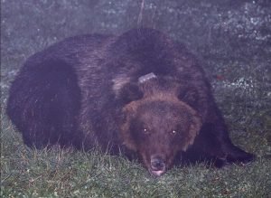 FotoOrsaPeppinaconRadiocollare
