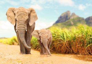 africa elefanti