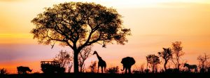 africa safari