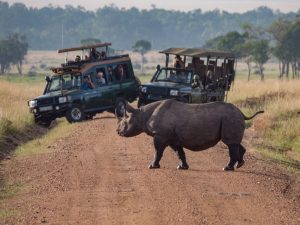 africa rinoceronte
