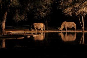 africa rinoceronti
