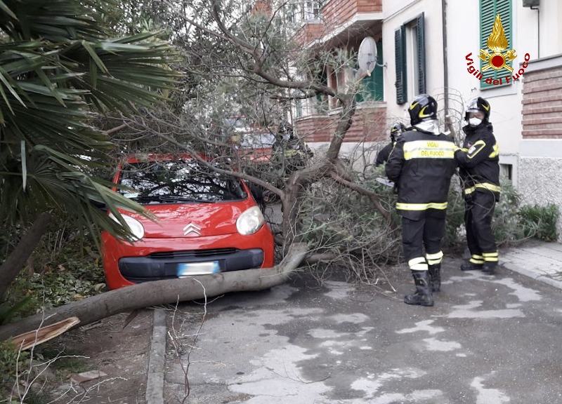 albero abbattuto vento