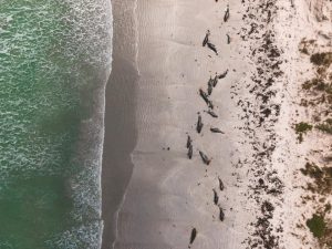 balene delfini nuova zelanda