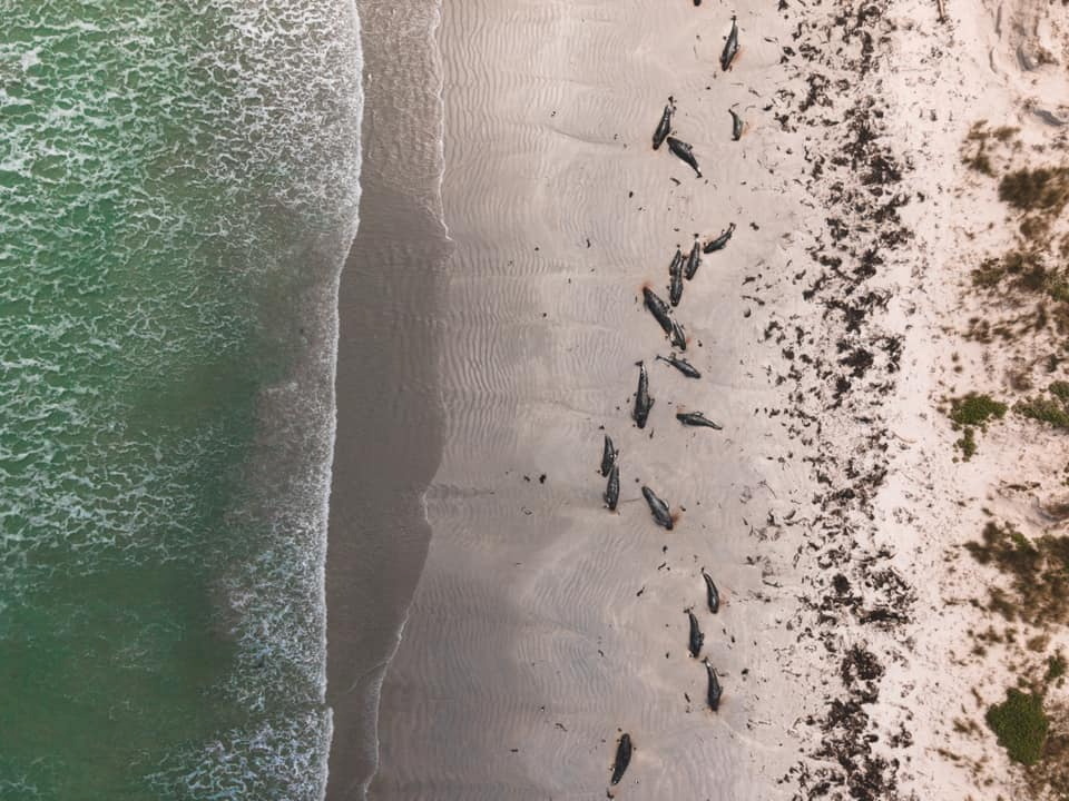 balene delfini nuova zelanda