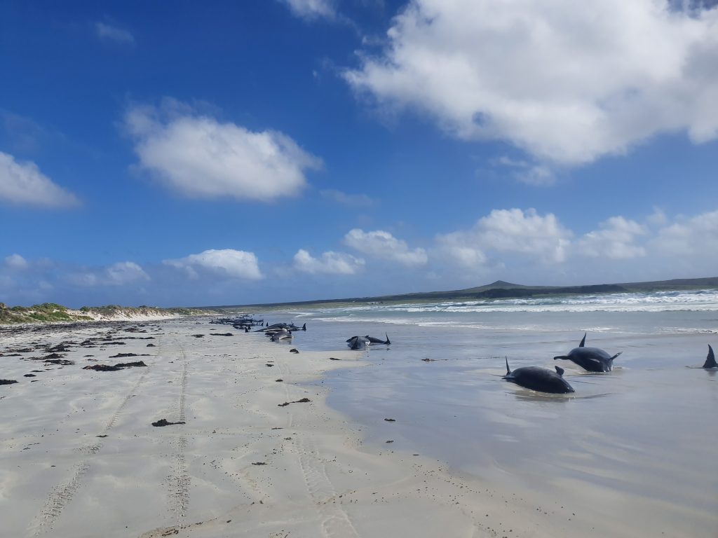 balene delfini nuova zelanda
