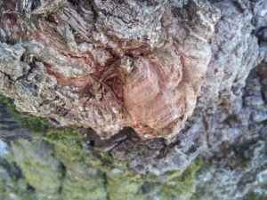 cancro legno