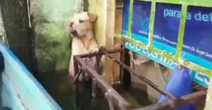 cane aggrappato balcone