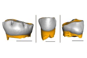 denti neanderthal