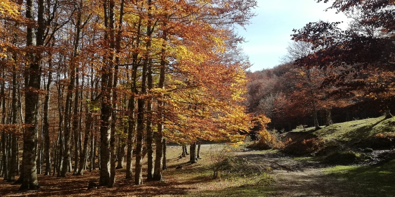 foliage Appennino Lucano