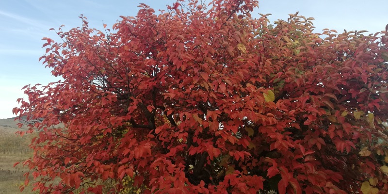 foliage Appennino Lucano