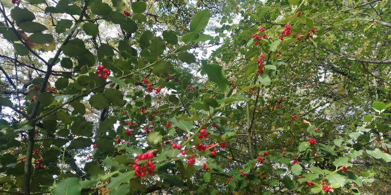 foliage Appennino Lucano