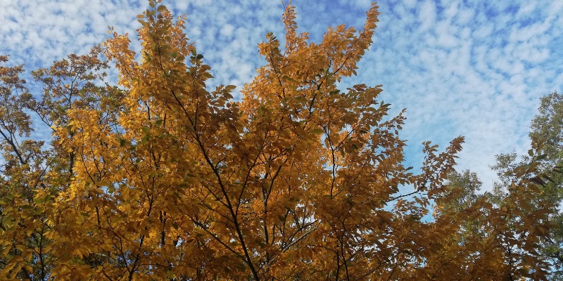 foliage Appennino Lucano