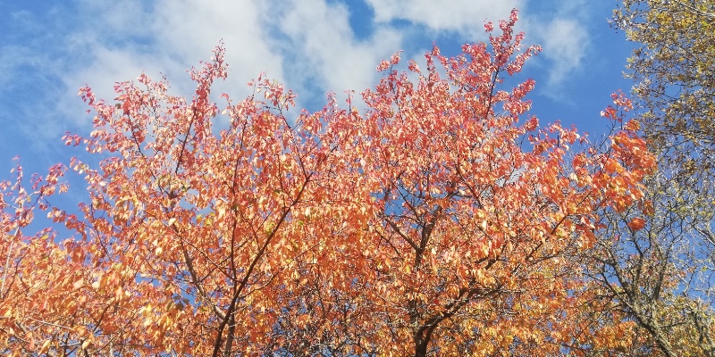 foliage Appennino Lucano
